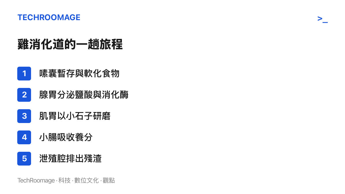 清單圖依序列出雞消化道的主要站點，從嗉囊暫存食物、腺胃分泌鹽酸、肌胃靠石子研磨，到小腸吸收與泄殖腔排出