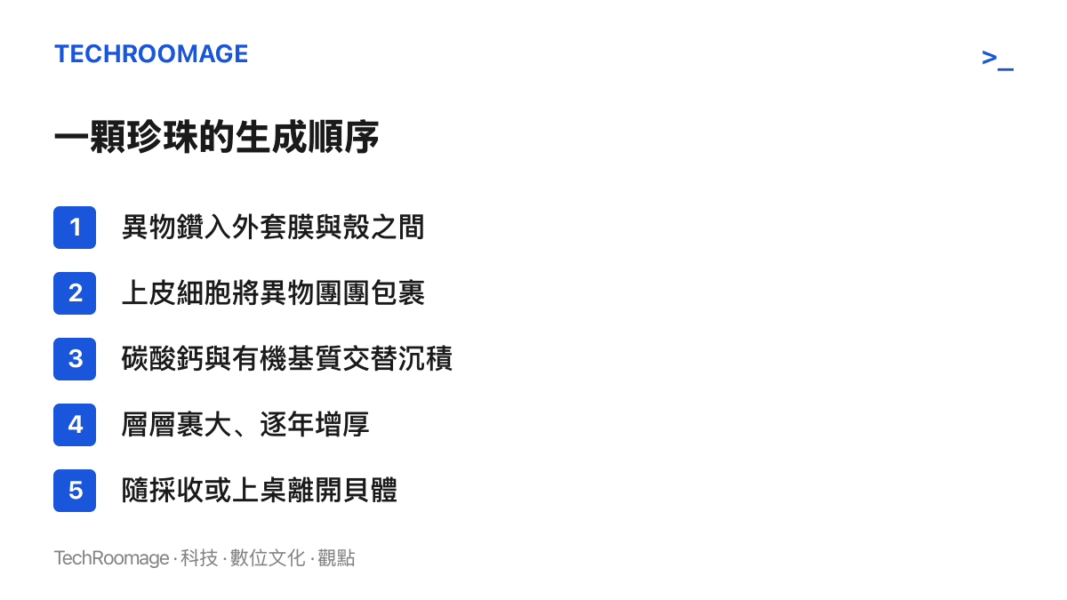 珍珠生成的五個步驟：異物入侵外套膜、細胞包裹異物、碳酸鈣與有機基質層層沉積、逐年增厚，最後隨採收或上桌離開貝體