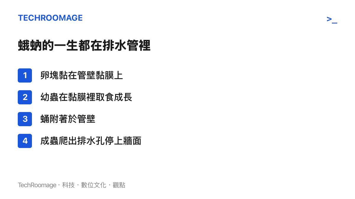 圖卡列出蛾蚋的四個生命階段，卵塊、幼蟲與蛹都在排水管內壁的黏膜中度過，成蟲羽化後才離開管子停上牆面
