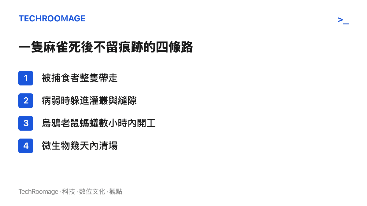清單圖列出麻雀死亡後屍體消失的四個途徑：被捕食者整隻帶走、病弱時躲進隱蔽處、腐食動物與昆蟲快速清理、微生物在幾天內完成分解