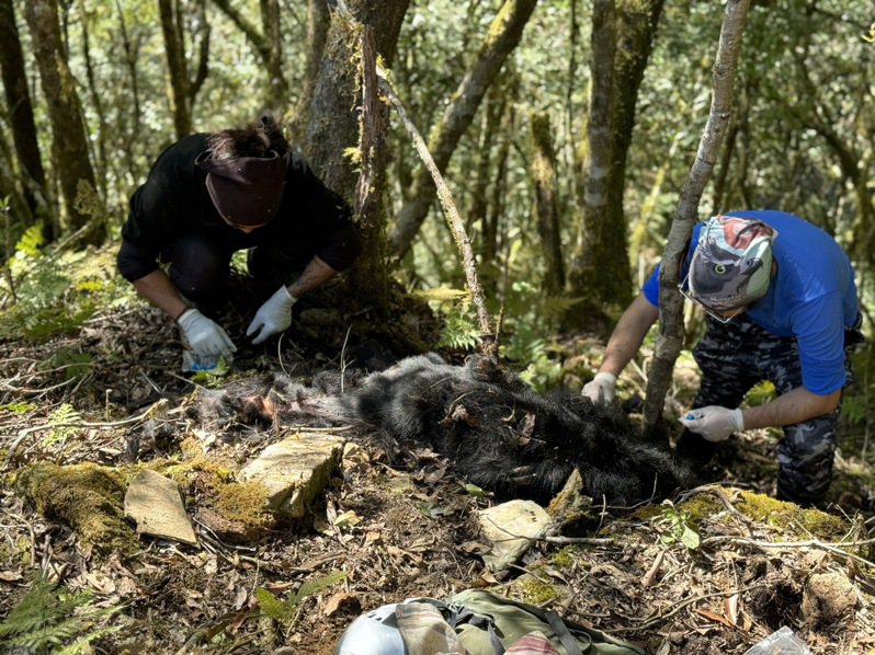 林業及自然保育署台東分署去年12月野放高齡台灣黑熊Hundiv，已長眠在原生棲地殼鬥森林。圖／台東分署提供